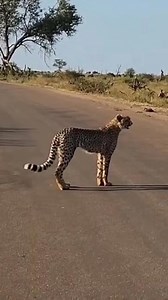 This cheetah cub was lost and looking for its mom but people wouldn't switch off their engines 🥹 | Nombekana Safaris and Wildlife Photography