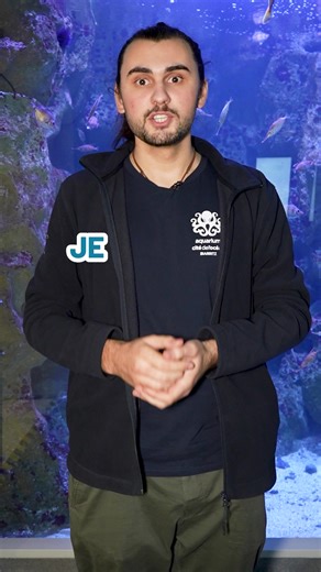 3.5K views · 43 reactions | Comment les poissons se reproduisent ? Réponse avec l'équipe de @AquariumBiarritz ! Avec le soutien de @nouvelleaquitaine | CurieuxLive | Facebook