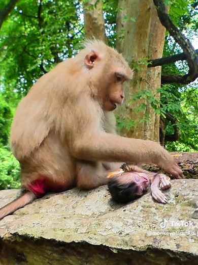 So heartbreaking! Young mom Cherry stays by her baby even after he passed away! 😱🐒 #monkey #wildlife #abandoned #babymonkey #Monkey