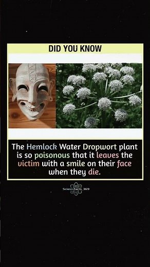 This Plant Can Kill You… With a Smile 😳 #didyouknow #usa #planthistory #globalplants #shorts
