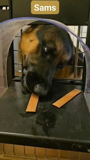 Maulkorbtraining mit Schäferhund Sams. Durch die spezielle Maulkorb-Trainingsklappe kann das Anlegen des Maulkorb stressfrei und gefahrlos trainiert werden. Schritt 1 Ist das Gewöhnen des Hundes daran, den Kopf durch die Klappe zu stecken. Das klappt am besten mit. Leckerlies. | Tierheim Trier