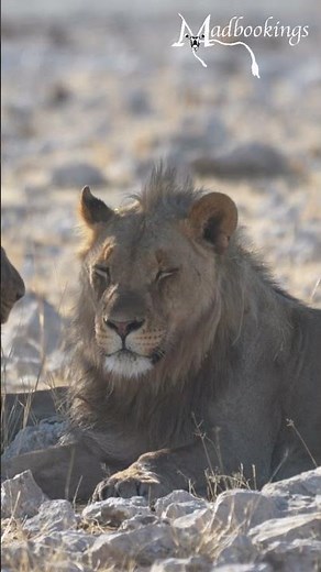 Lion in the Etosha National Park, Namibia.