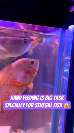 Hand feeding is big task specially for Senegal 😰 #fish #shortsviral #viralvideo #ytshorts #shorts