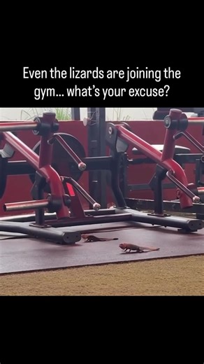 Animals & birds lover on Instagram: "POV: even lizards are hitting the gym now 😭💪🦎 This viral clip turned pure nature into peak comedy — lizards doing “push-ups,” stretching like pros, and showing more consistency than most of us. No edits. No filters. Just raw reptile motivation. The internet couldn’t handle it. “If they can work out every day, what’s our excuse?” 😅 Looks like the real fitness influencers were here all along. Nature stays undefeated… and surprisingly fit. 😂🔥 #furryfriends