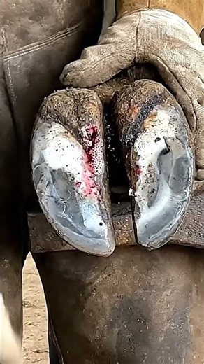 Professional Cow Hoof Trimming & Care
