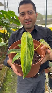 23K views · 285 reactions | Enjoying a variegated queen...