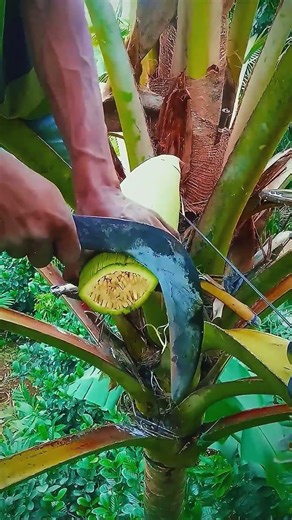 নারকেল গাছ থেকে রস সংগ্রহ পদ্ধতি | Coconut Tips•#shorts #agriculture