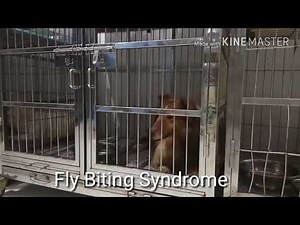 Fly Biting Syndrome / Fly Snapping Syndrome #1