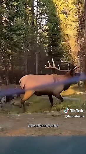 Exploring Elk Behavior in the Forest Habitat