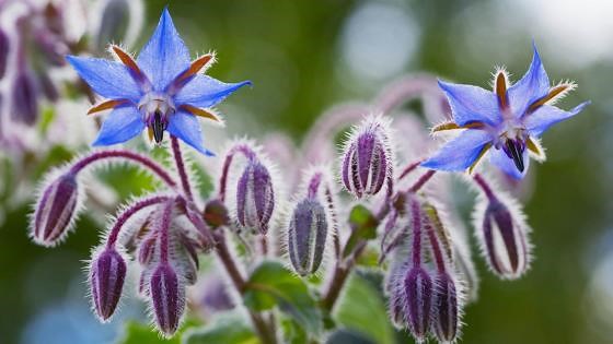 8 reasons why you should grow borage by your front door