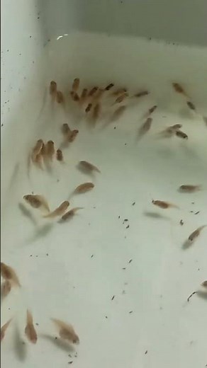 Discus Fish Artificial Breeding 2 Week After Free Swim #discusfish #artificial #fish #fishtank