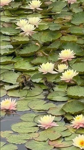 A Pair of Ducklings Walking Across Lily Pads || ViralHogv