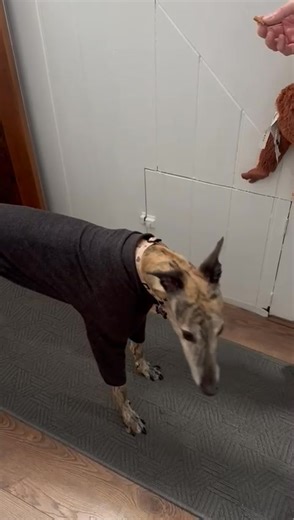 Who said greyhounds can’t do tricks….. Candolim Cracker known as Tess is certainly learning the rope’s 💖 | Derek Knight Greyhound Racing - Team Knight