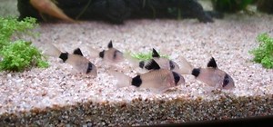 Corydoras panda - Alchetron, The Free Social Encyclopedia