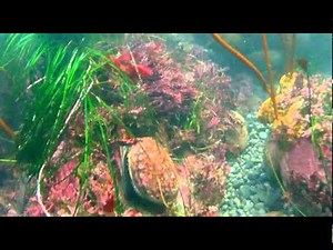 Abalone diving by Dan Silveira.dv