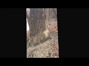 Burning ‘devil tree’ freaks out hikers