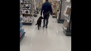 Not even a surprise roundabout can break the heal command for this determined little pupper! 🐶🥇 #puppypower #FocusedPup #PawsomeMoments #ObedientAndAdorable #dogtraining #offleashk9training | Off Leash K9 Training LLC Greenville, SC