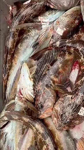 Epic Bluefin Limits + COPIOUS LINGCOD & Yellowtail on Polaris Supreme! | Seaforth SD