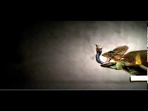 Veiled chameleon shooting its tongue