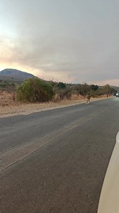 Sorry I am late Sir, there were lions in the the road 😂. Except that I'm never sorry seeing lions so close up against the beautiful landscape of Malelane, at sunset. 2km from Malelane Gate at exit time. #creatorcommunity #wildlifeshots #offthebeatenpath #facebookreel #Lionesses #wildlifeday | Adesh Singh Wildlife Photography