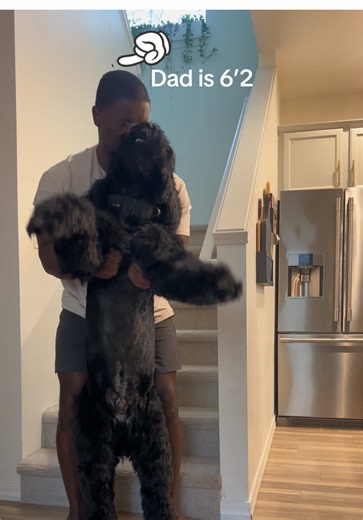 So you want a Giant ? #dogsoftiktok #fyp #giantschnauzer #dog | Giant Schnauzers