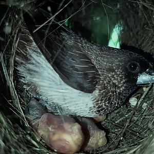 255K views · 10K reactions | Baby Birds Receive Great Care From Parents | Review Bird Nest | Facebook