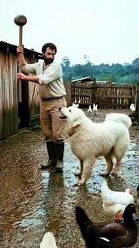 Giant Python Swallows Chickens—Farmer's Heroic Rescue Caught on Camera #pythonrescue #farmanimals