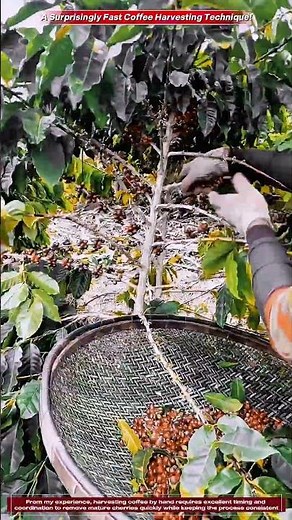 He Makes It Look So Easy! Professional Coffee Cherry Harvesting #coffee #farming