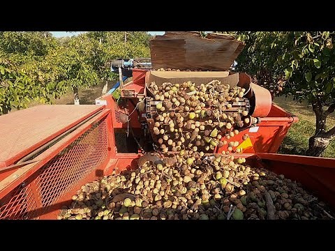 Sustainable Walnut Farm - America's Heartland