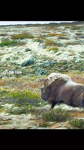 Male bison fights | Prophet Carlos Joshua