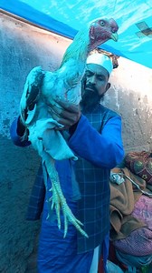 Aseel doodiya java | Sami sabri pets