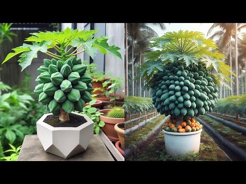 How to grow down super dwarf papaya trees in pots | How to grow papaya tree