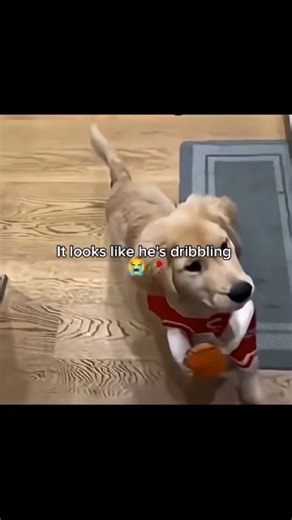Memes® on Instagram: "In this endearing video, a golden retriever puppy is captured wearing a miniature red and white basketball jersey while carrying a small plush basketball in its mouth. As the puppy trots across a light wood floor, the toy repeatedly bounces against its front paws, creating the rhythmic illusion of a professional dribble. The puppy moves with a focused yet playful demeanor, its oversized ears flopping with every step, while on-screen text and emojis playfully highlight the c