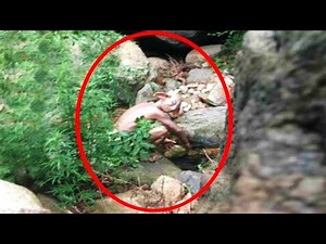 6 Avistamentos mais impressionantes de DUENDES na VIDA REAL