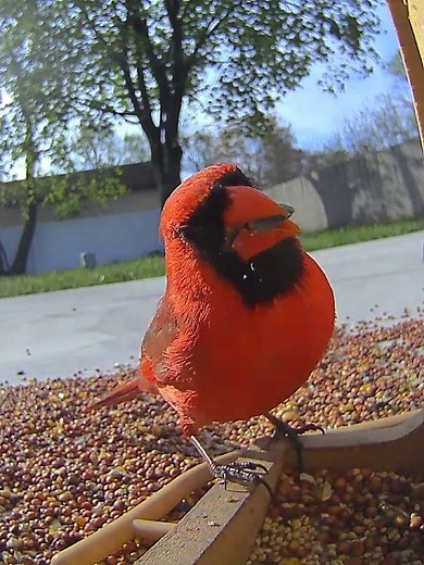 Cardinal feeding perfectly captured #birds #wildlife #amazing