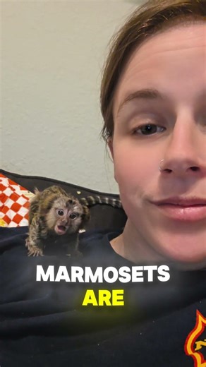 You Thought This Was a Squirrel… It’s Actually a Monkey 😳