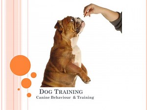 Dog Training - SlideServe