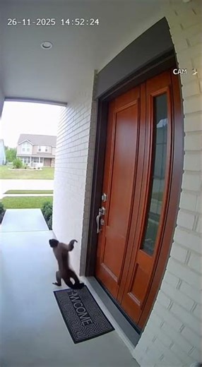 CCTV: The Ultimate Ding Dong Ditch Prank... by a MONKEY!
