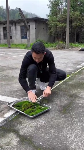 Crafting a Captivating Terrarium Haven: Step-by-Step Guide to Design Your Mini Ecosystem