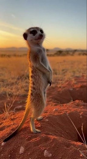 Erdmännchen wünscht dir einen guten Wochenstart – Beruhigende Savannen-Momente
