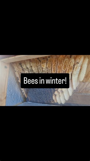 28 reactions · 8 comments | We often get asked what do bees do in the winter....watch this video and you will find out! It's a little bit long but hang in there! www.treesandbeescornwall.co.uk #beekeeping #winter #honey #beehive | Trees and Bees Cornwall Ltd | Facebook