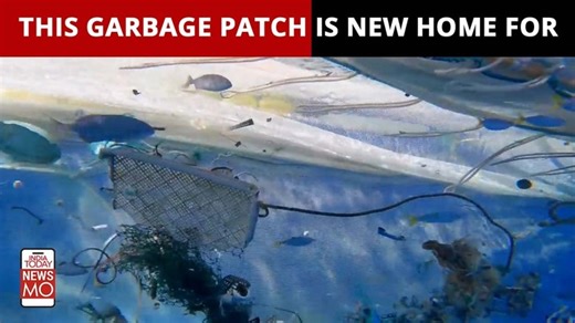 The Great Pacific Garbage Patch, containing over 1.8 trillion pieces of plastic, is an ecological disaster. A new study, however, shows that this giant collection of plastic trash has also become home to thousands of marine life, creating a new kind of ecosystem. #PacificOcean #Marinelife #NewsMo | India Today | Facebook