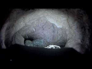 First Attempt Exploring A Woodchuck Burrow