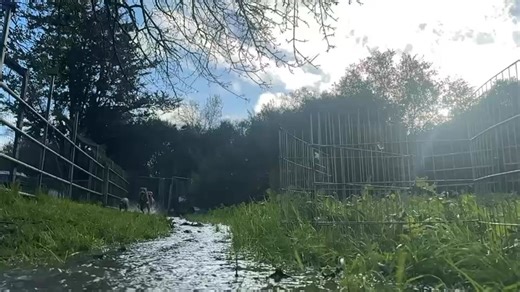 Release the hounds! ❤️ The senior Pitty girls don’t mind the rain and they power through like champs at the back of the pack. We love the way Widget sloshes through, sending water flying. And make a snack while you wait for Dolly. It will be a while. It’s been pouring here and we’ve gotten so much rain. But the young frisky dogs still need to run so we go, sometimes we get a break in the rain and sometimes we run in the rain. Making a difference one animal at a time. www.dogwoodanimalrescue.org 