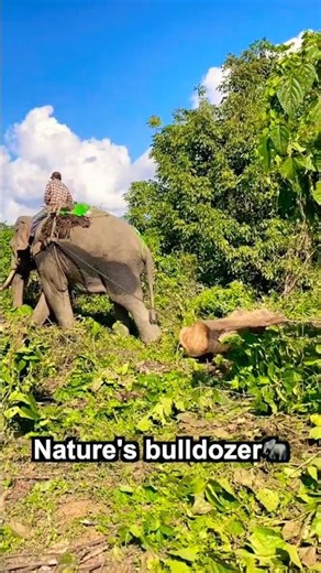 This is how elephants clear the jungle 🌿💪🐘