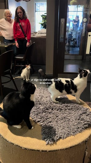 my ideal date… bonus points they’re a rescue cat cafe too 🥹🐈‍⬛ @Java Whiskers Kitten Lounge: £22–£26pp Cat Lounge: £17–£20pp 📍 Java Whiskers, Marylebone (they also have a White City branch) #catlover #catcafe #londoncatcafe #londoncafe #cosyvibes