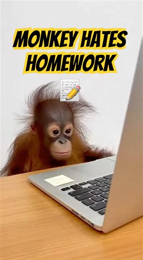 Monkey Hates Homework #shorts #monkey #monkeybusiness #animalhumor #monkeyshorts