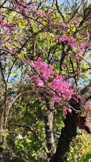 Árbol del amor (Cercis siliquastrum) 🌿 #flowers