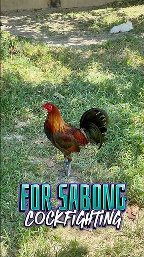 For Sabong Cockfighting Rooster