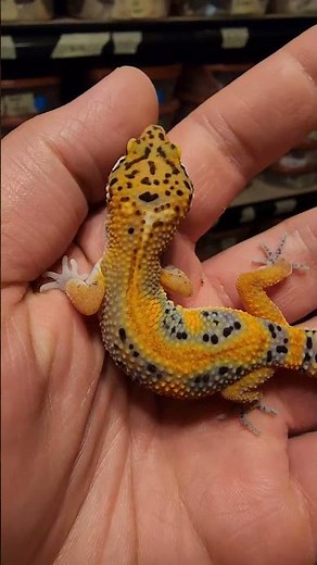 Leopard Gecko Color Changes 🍊🍆🥬